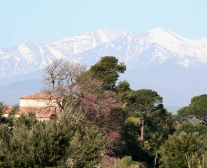 Canigou et un mas proche de Perpignan (Pyrénées Orientales 66)